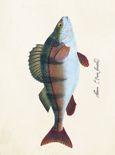 Sköna Ting Kleine Fisch - Doppelkarten mit Kuvert, 8,5x11,5 cm